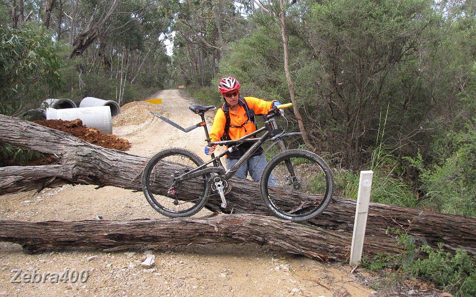 24-A fallen tree stops Laurie in our 4WD getting thru but not Heidi.JPG
